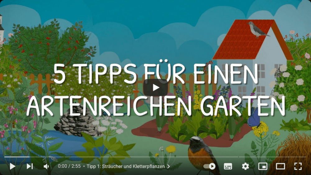 Platzhalterbild — Screenshot Video 5 tipps für einen artenreichen Garten