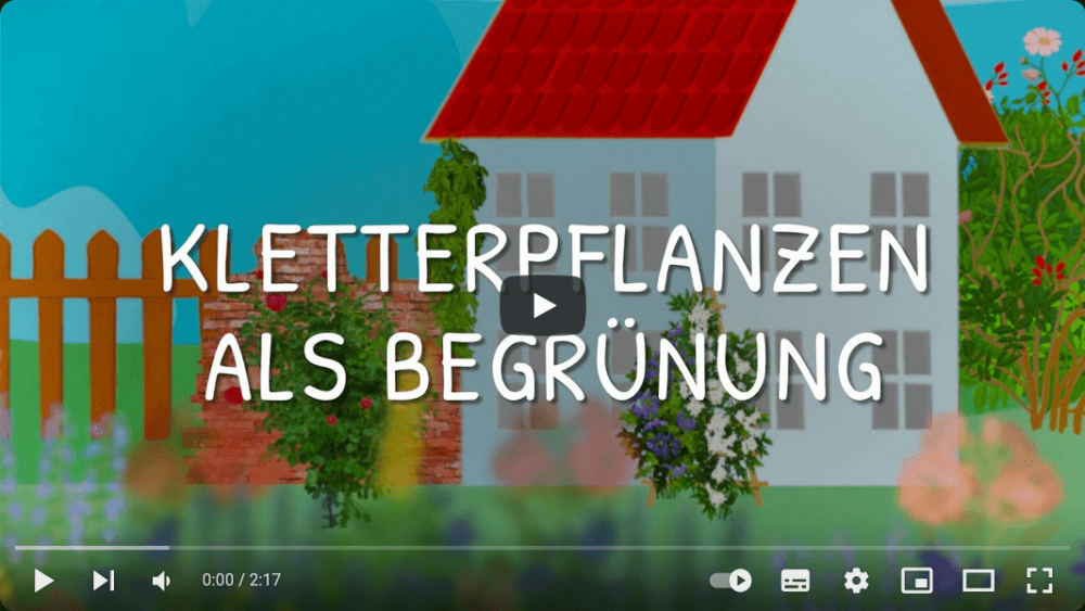 Platzhalterbild — Screenshot Video Anleitung Kletterpflanzen als Begrünung