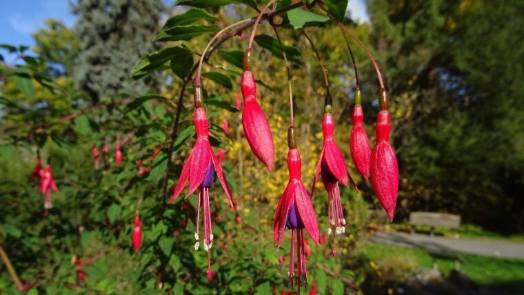 Fuchsia magellanica