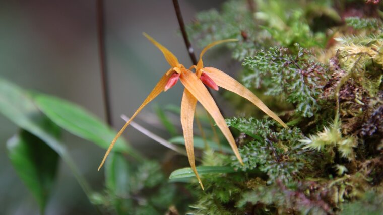 Bulbophyllum spec.