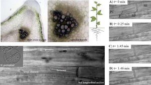 Phloem vicia faba