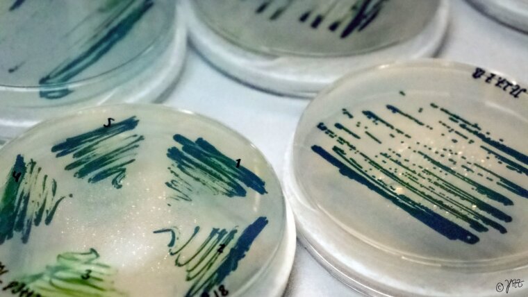 agar plates cyanobacteria