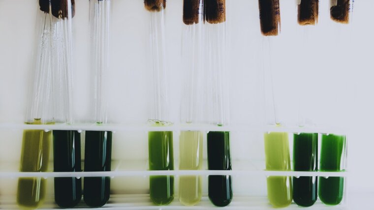 Cyanobacteria liquid cultures