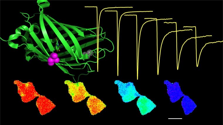 Fluorescent Sensors and Sodium Currents