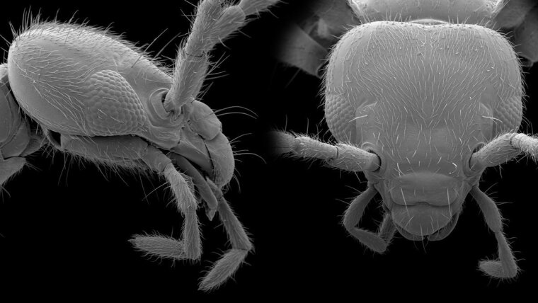 Earwig (Labia minor), scanning electron micrograph.