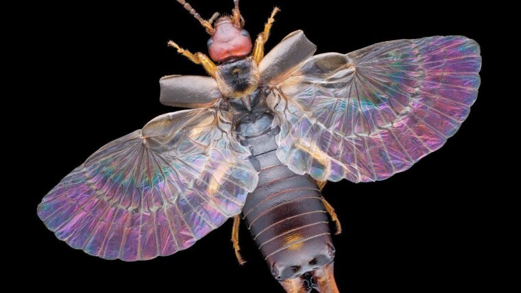 Male of the European earwig (Forficula auricularia).