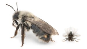 Male and female of Stylops ovinae. The endoparasitic female protrudes from the abdomen of her host.