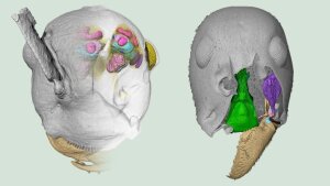 3D Rekonstruktionen von †Gerontoformica gracilis (links) und Leptomyrmex unicolor (rechts).