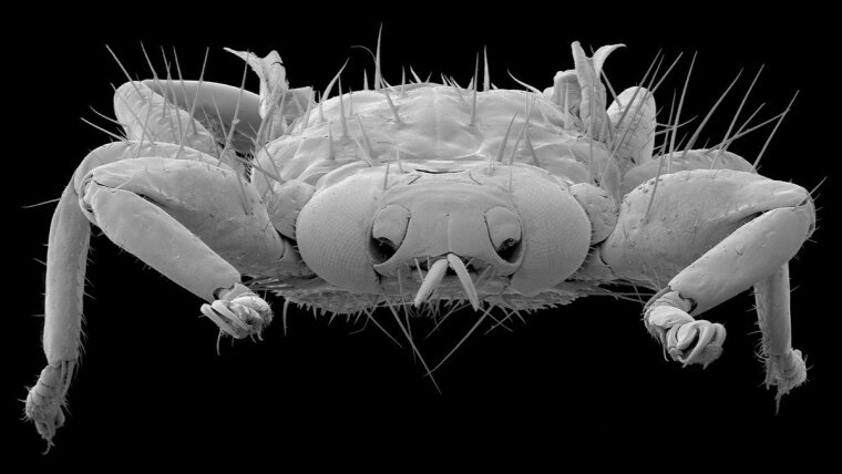 Louse fly (Hippoboscidae), scanning electron micrograph.