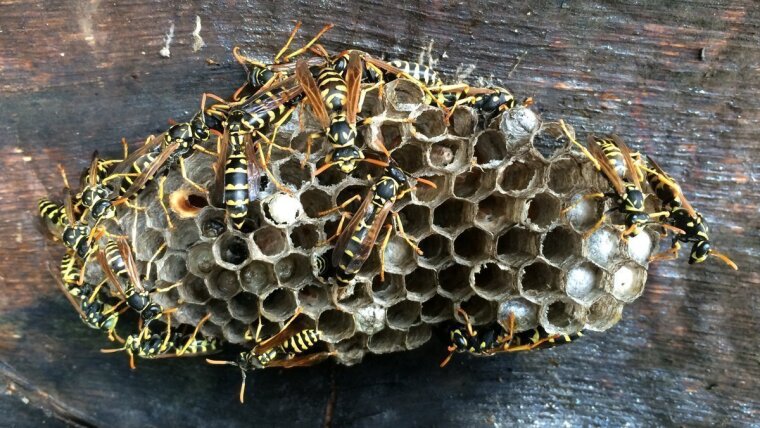 Feldwespen Polistes dominula am Nest.