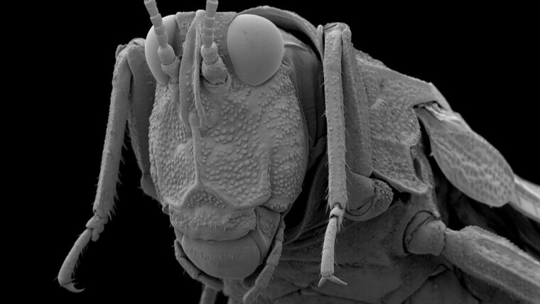 Groundhopper (Tetrix sp.), scanning electron micrograph.