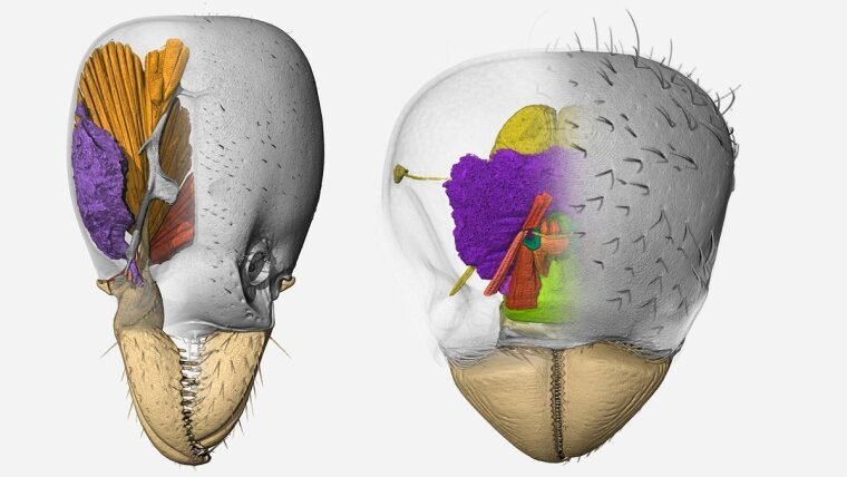 3D-renders of heads of Protanilla lini (left) and Tatuidris tatusia (right) two unusual ant species.