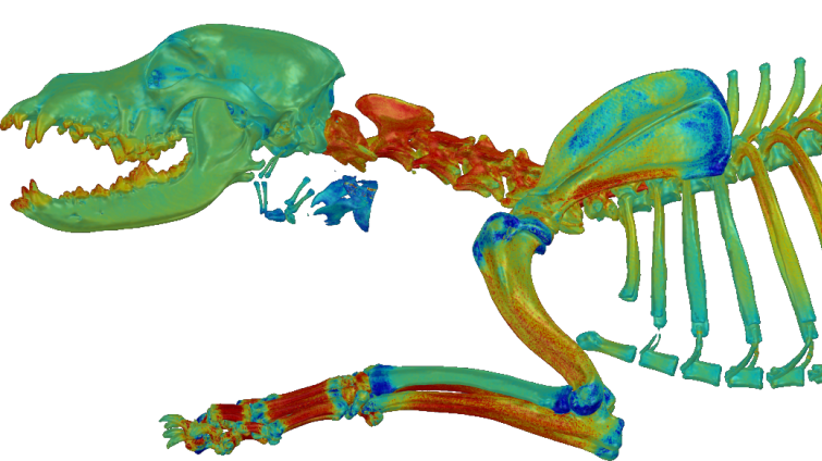 Representation of the local bone density