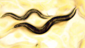 C. elegans