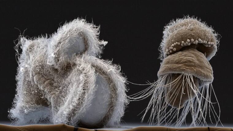 Marine ciliated larvae of a nemertean and a brachiopod