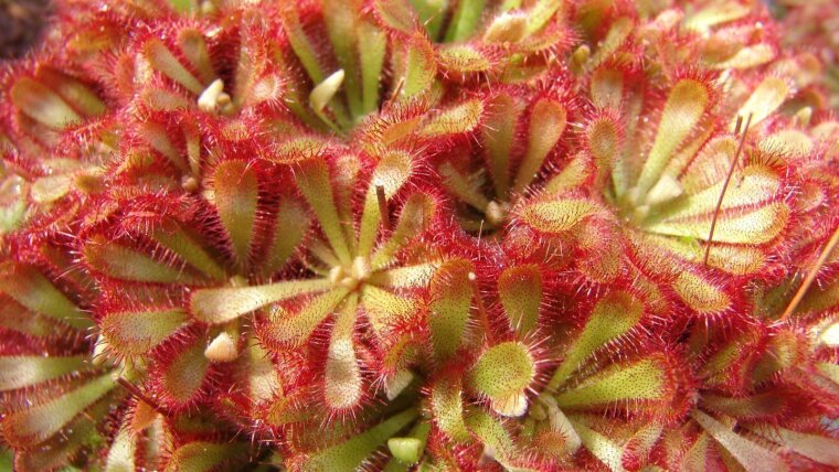 Drosera