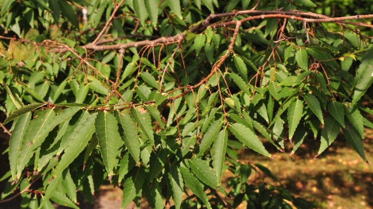 Zelkova serrata