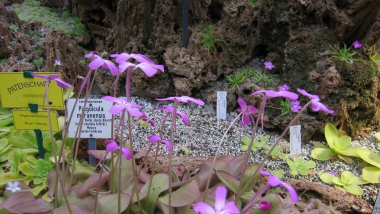 Pinguicula moranensis