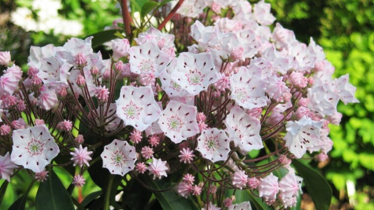 Kalmia latifolia