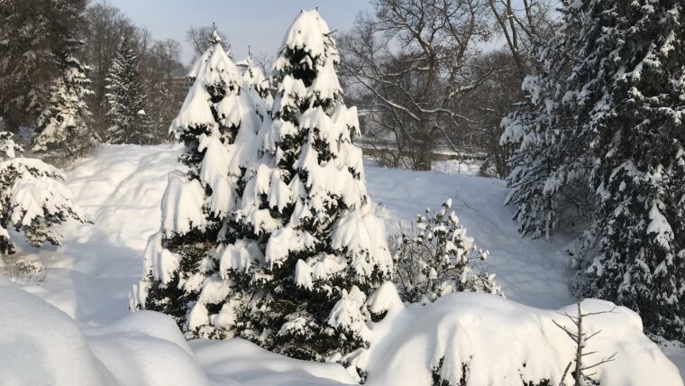 Winter im Botanischen Garten