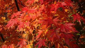 Acer palmatum