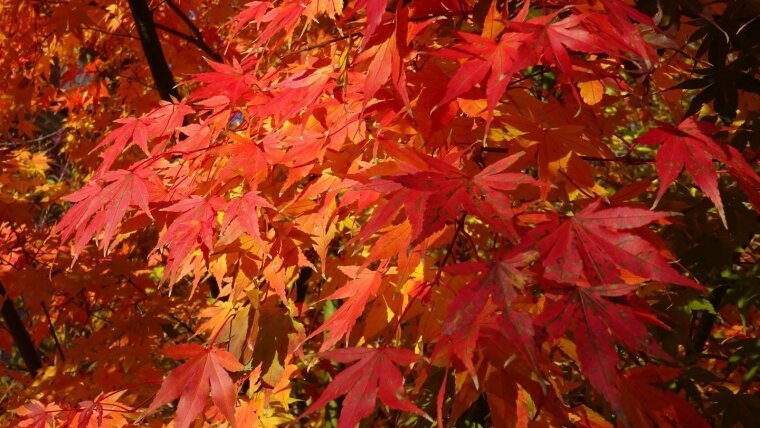 Acer palmatum