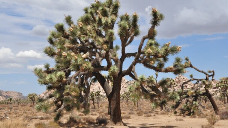 Yucca_brevifolia