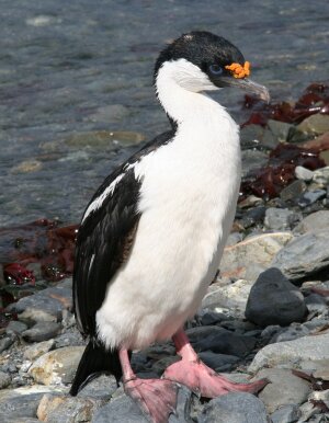 Blauaugenscharke