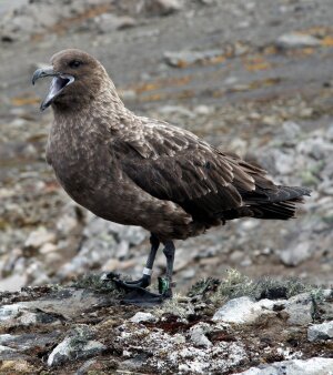 Braune Skua mit GLS-Logger