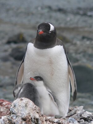 Eselspinguin mit Jungvogel