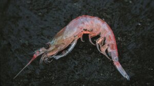 Krill (Euphansia superba)