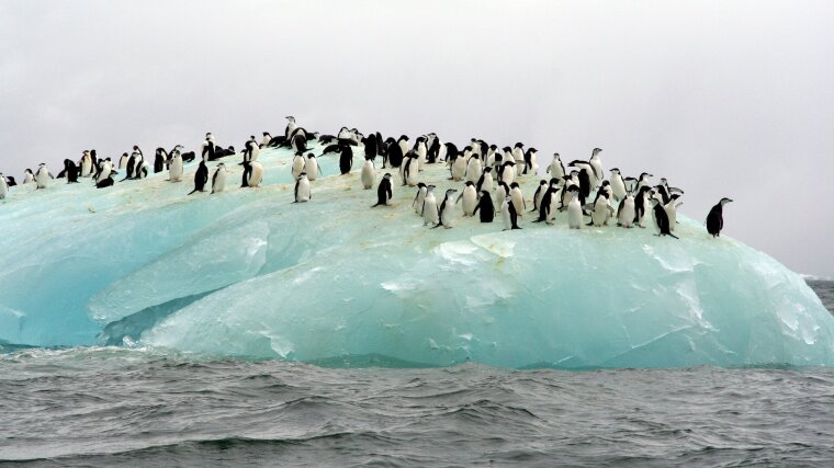 Adelie- und Zügelpinguine