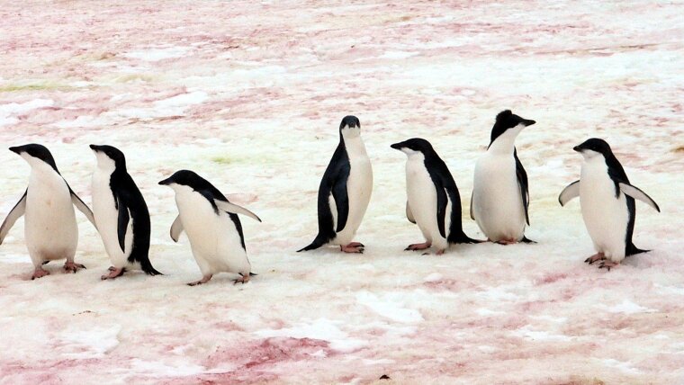 Adelie Penguin chicks