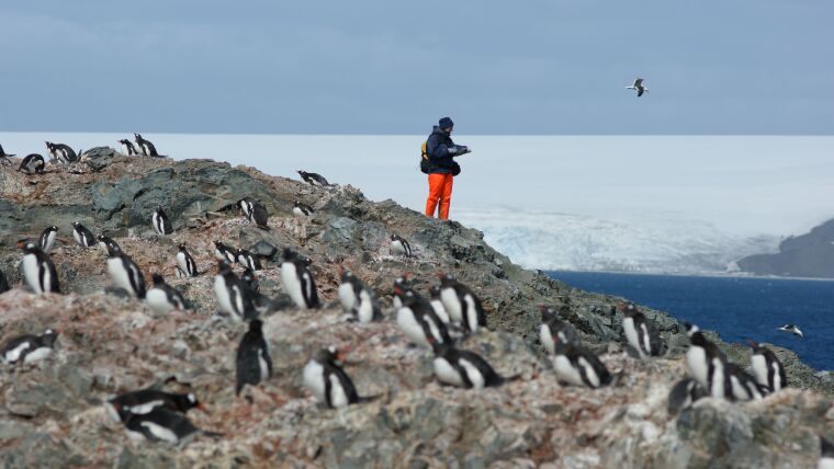 Pinguinzählung