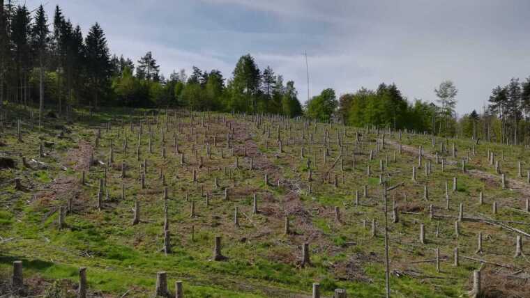 High stumps between skid roads near Marksuhl (Thuringia)