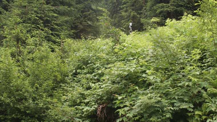 Kleinwalsertal Brombeeren