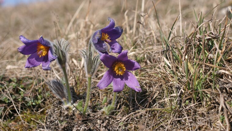 Pulsatilla pratensis