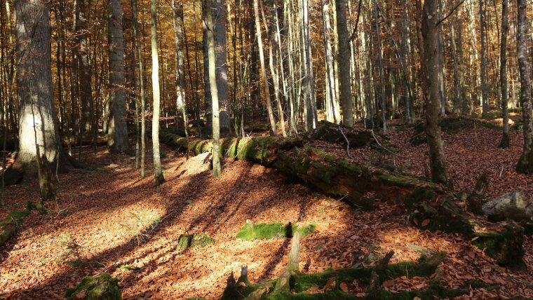 Totholz im NP Bayerischer Wald