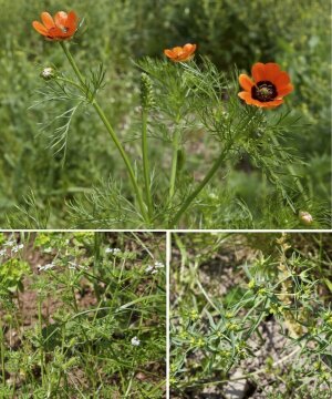 Ackerwildkrautflora um Jena.