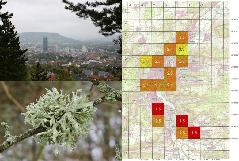 Flechten als Indikatoren für die Luftqualität im Stadtgebiet von Jena