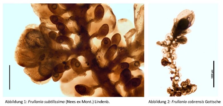 Zwei auf Kuba vorkommende Frullania-Arten.