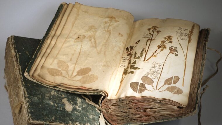 Medizinalherbarium des Suhler Stadtphysikus Johann Friedrich Glaser (1707–1789), 3 Bände erhalten von 1739, 1769 und 1770.