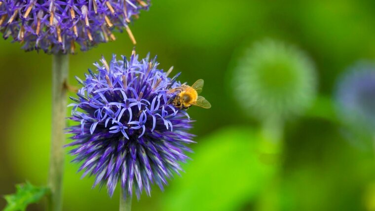 Ball thistle with bee