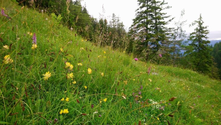 Artenreiche Wiese auf der Mordaualm, Ramsau