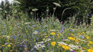 Flowery meadow