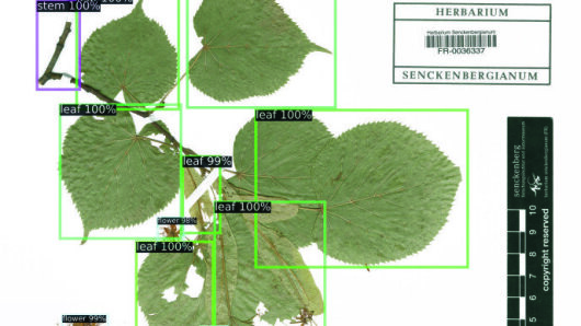 Annotated herbarium specimen