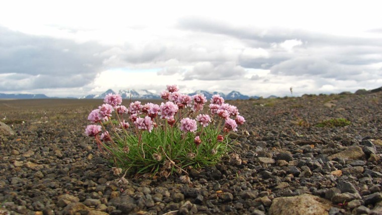 Armeria maritima bei Hveravellir, Island