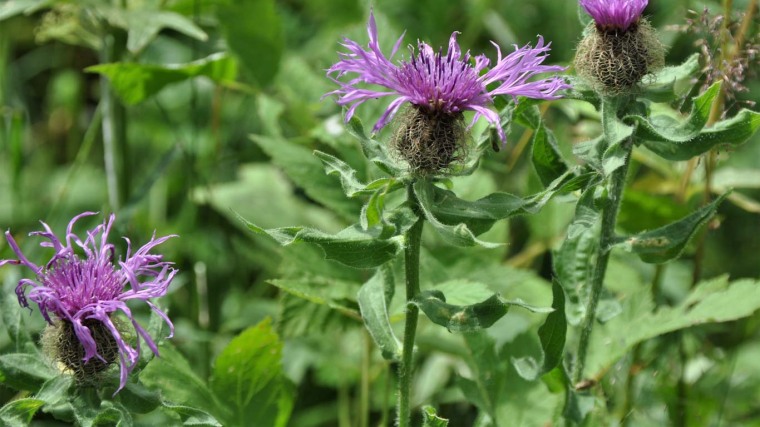 Centaurea phrygia Gruppe