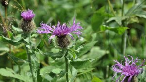 Centaurea phrygia group