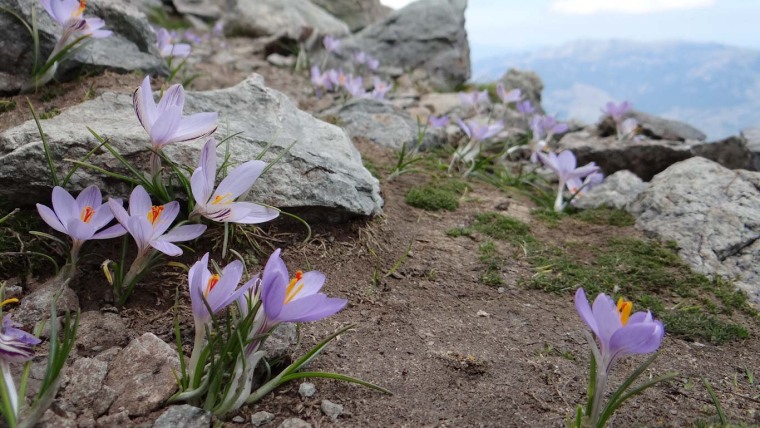 Crocus corsicus am Monte Cintu (Korsika)